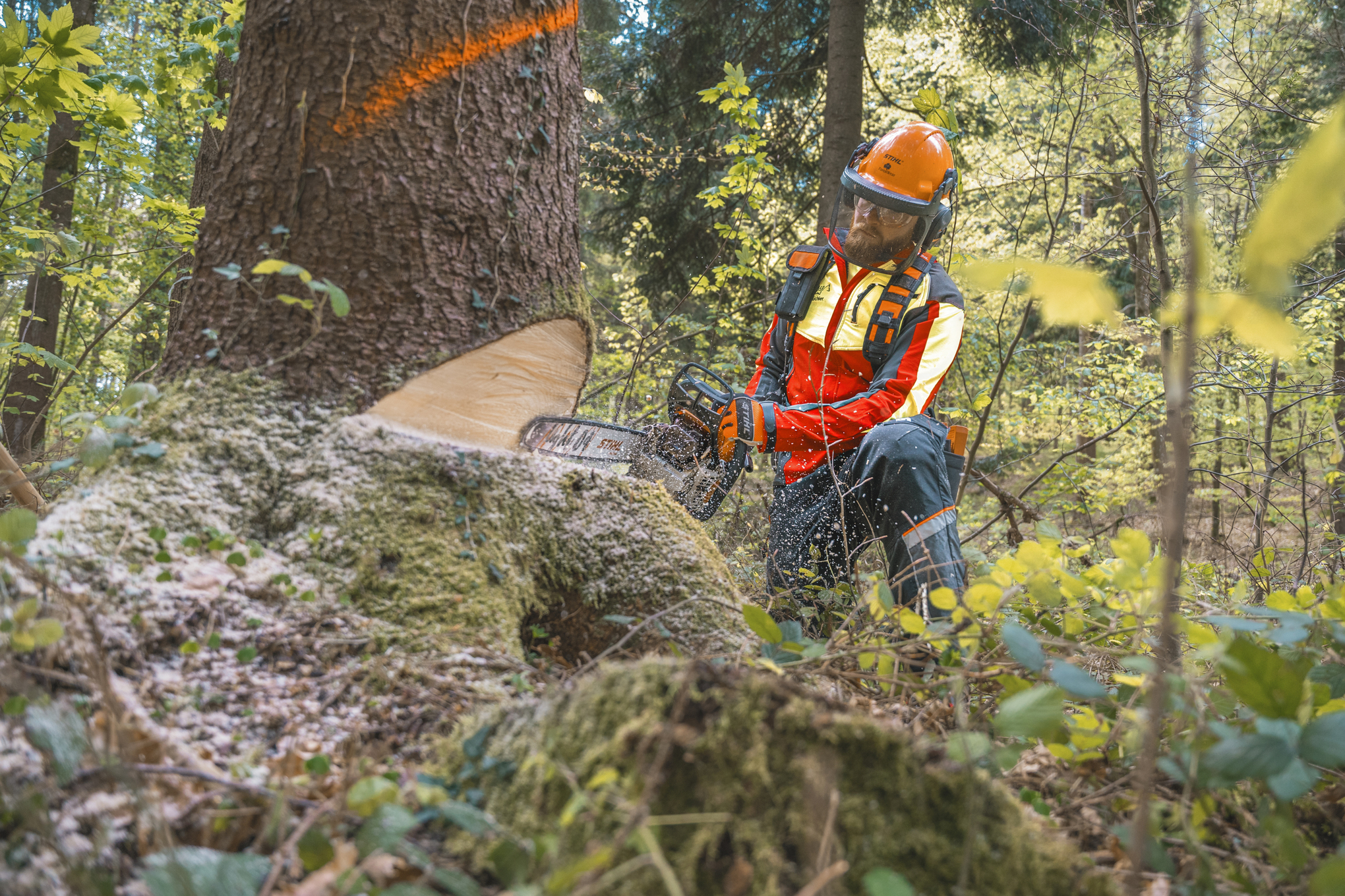 Markus Küchler fällt mit der Benzin-Motorsäge STIHL MS 400 C-M einen Baum