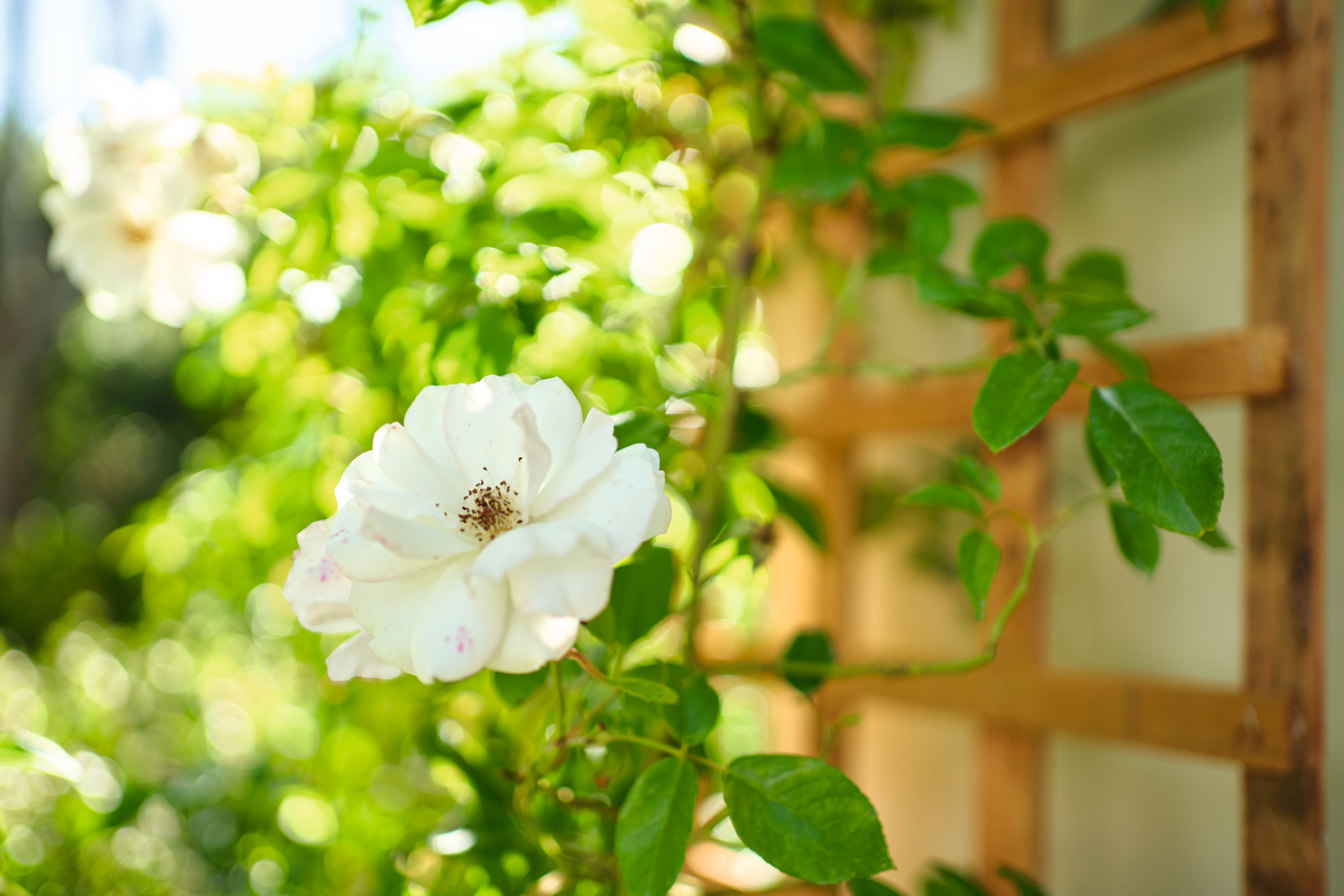 Rosen schneiden für eine gepflegte Optik