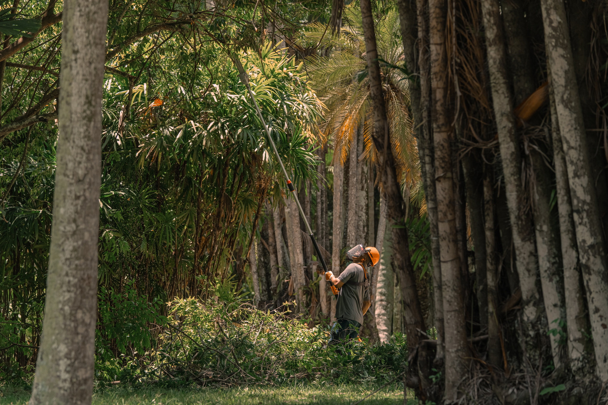 Die Mitarbeiter des Botanischen Gartens in Rio de Janeiro sägten Äste mit einer kabellosen Astsäge ab