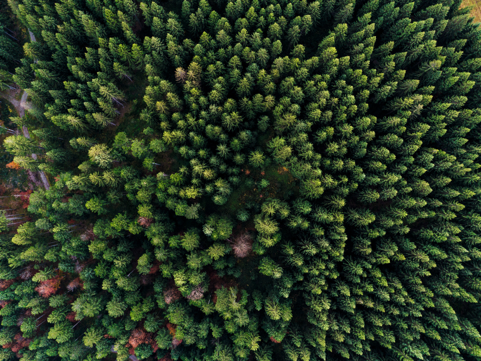 Wald aus der Vogelperspektive
