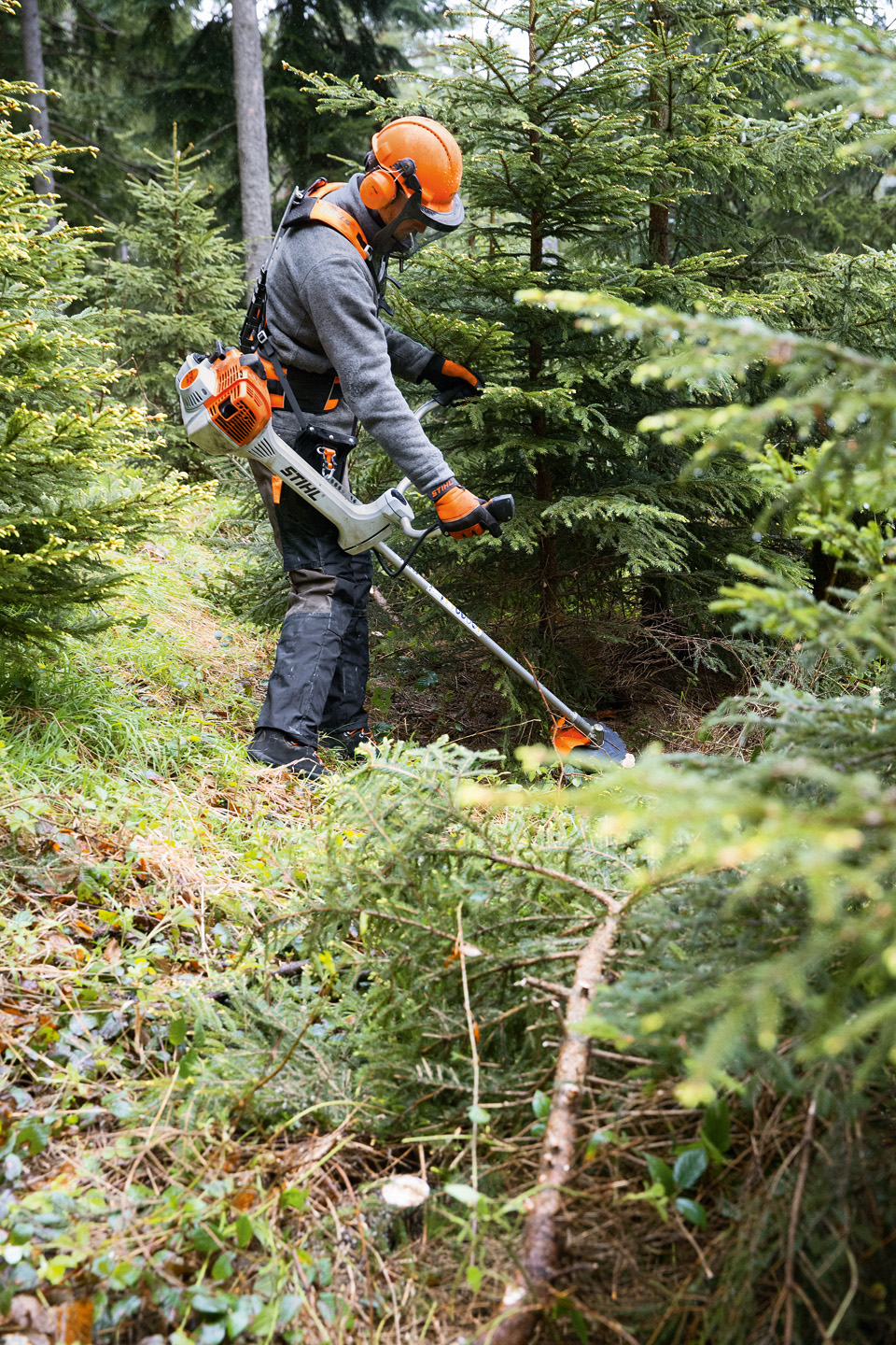 Mann in Schutzausrüstung mäht Rasen zwischen Nadelbäumen mit einer STIHL Motorsense