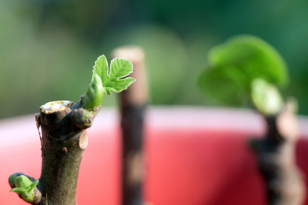 121529_pruning-fig-trees_HQ_P_2024-03_0003.jpg